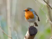 Robins thrive in summer if gardeners leave mealworms outside