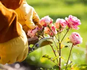 Roses aren't as high-maintenance as you think: gardening tips