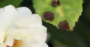 Roses Never Damaged by Black Spot with 1 Natural Soil Additive