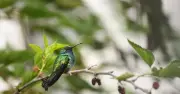 RSPB: Stop Overfilling Bird Feeders in July to Attract Rare Birds