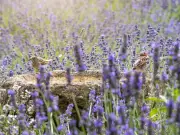 RSPB Urges Gardeners to Top Up Bird Baths Daily This Summer