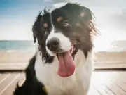 RSPCA Advises Dog Owners to Check Gums for Heatstroke Signs During 30°C Heatwave