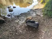 RSPCA Investigates Dog Dumped in River Dee in Adidas Bag