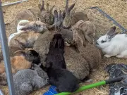 RSPCA Rescues 99 Rabbits from North East Garden Due to Uncontrolled Breeding