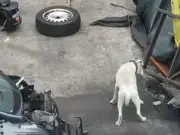 RSPCA Responds After Video Shows Dog Chained Up in Salford Yard