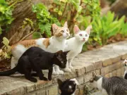 RSPCA urges holidaymakers to help stray cats responsibly