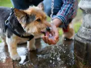 RSPCA Warns Dog Owners to Check Gums and Tongue for Heatstroke Signs