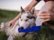RSPCA Warns Dog Owners to Check Tongue Colour as 29C Heat Risk Looms