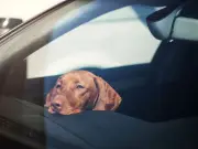 RSPCA Worker Locks Himself in Hot Car for 25 Mins to Show Dog Danger
