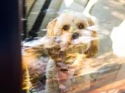 RSPCA Worker Locks Himself in Hot Car for 25 Minutes to Show Dog Danger