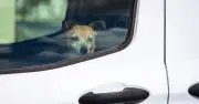 RSPCA Worker Traps Himself in Hot Car to Show Dog Danger
