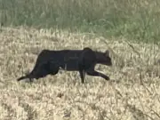 Runaway Savannah cat Blaze has paw amputated after gunshot wounds