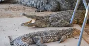 Safeguarding Inquiry Launched After Boy Thrown into Crocodile Enclosure at UK Zoo