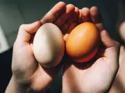 Sainsbury's White Eggs Switch: No Nutritional Difference, Lower Carbon Footprint