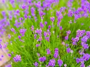 Scatter Gravel on Lavender Soil for Bigger July Blooms, Expert Reveals