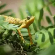 Scientists Aim to Restore Toxicity in Captive-Bred Frogs