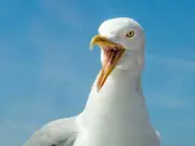 Seagull Killed After Being Kicked by Teenager in Cwmbran