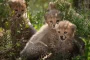 Seven Cheetah Cubs Seen for First Time at Whipsnade Zoo in Bedfordshire