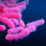 Sexually Transmitted Shigella: UK Warns of Drug-Resistant Diarrhoea Threat