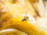 Simple £1.48 DIY method to banish flies from your kitchen forever