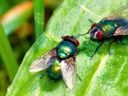 Simple 2-Minute Sink Drain Task Keeps Houseflies Away This Summer