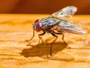 Simple 2-Minute Task in July Keeps Houseflies Away Without Chemicals