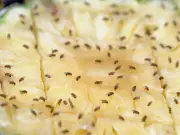 Simple 5-Minute Task Three Times a Week Keeps Fruit Flies Away