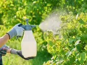 Simple 50p garlic spray recipe to banish garden pests naturally