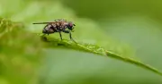 Simple Apple Cider Vinegar Trick to Get Rid of Flies Without Chemicals