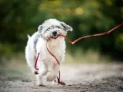 Simple 'Back of Hand' Test to Save Dogs from Painful Burns This Saturday