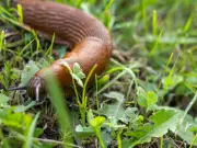 Simple garden tips to deter slugs, snails and squirrels this summer