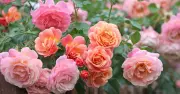Simple July Deadheading Task Boosts Rose Buds and Flowers