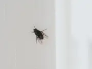 Simple kitchen hack to get rid of flies without chemicals