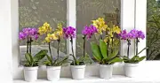 Simple method to make your orchid last longer after purchase