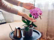 Simple Trick to Save Your Dying Orchids from Root Rot