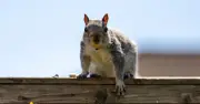 Simple Watering Change to Deter Slugs, Snails and Squirrels