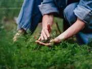 Six Fast-Growing Plants to Sow Now for a Tasty Autumn Harvest