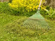 Skip Mowing in Heatwave to Keep Lawn Greener, Experts Say