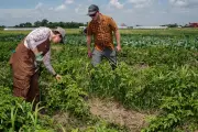 Small Farmers Accuse Trump of Abandoning Them as USDA Pulls Funding