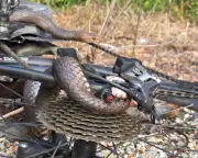 Snake in Bike Chain: Woman Bitten by Venomous Eastern Brown Snake in NSW