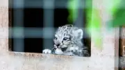 Snow Leopard Cubs Take First Steps at Highland Wildlife Park