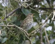 Song thrush serenade connects writer to great-grandfather