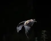 Southern bent-wing bat population drops 16%, alarming scientists