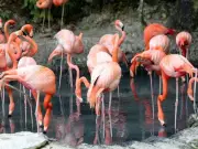 Spain's Pink Lake Near Benidorm Has Health Benefits and Flamingos