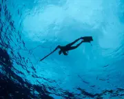Spearfisher Clarke Gayford on the Rise in Shark Encounters and Adapting to a New Normal