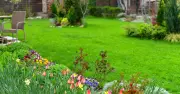Sprinkle £1 Kitchen Item on Lawn for Thicker, Greener Grass