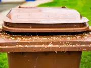 Sprinkle Cayenne Pepper and Cinnamon in Bins to Banish Flies and Maggots