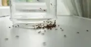 Sprinkle Cinnamon Near Windows to Repel Ants Naturally