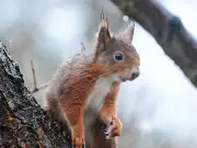 Squirrel Pox Outbreak Threatens Formby Red Squirrel Population