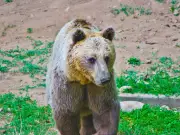 Starving Bear Attacks Funeral, Kills 5 in Japanese Village Horror